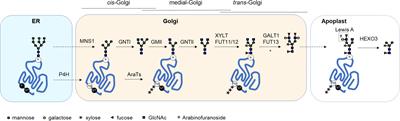 Glyco-Engineering Plants to Produce Helminth Glycoproteins as Prospective Biopharmaceuticals: Recent Advances, Challenges and Future Prospects